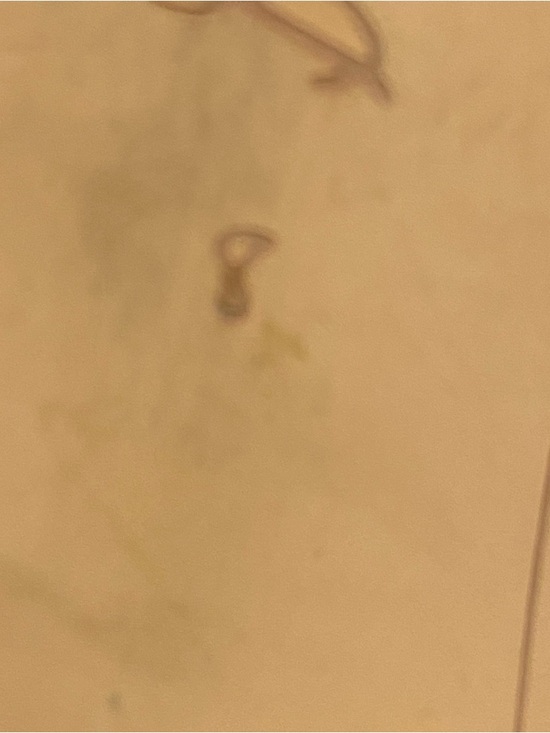 Sam Edelman Dark Navy Almond Toe Horse Leather Bit Loafer Shoes Size 8. - Picture 9 of 14